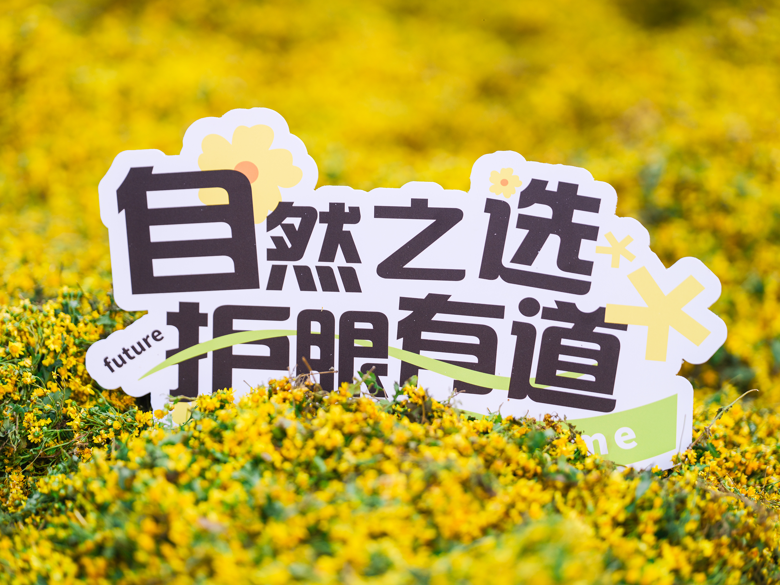 #好视力眼贴，【源】来真的好—野菊花道地溯源之旅精彩放送